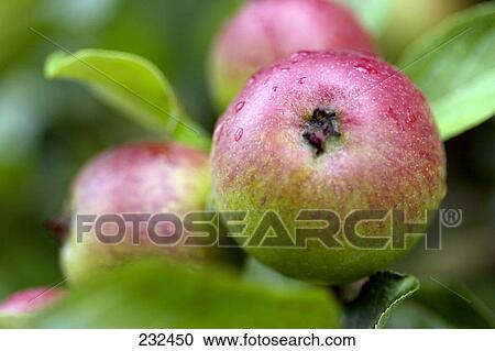 Waterdrops on apple View Large Photo Image Stock Image - Waterdrops on apple . Fotosearch