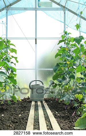 Watering can in greenhouse View Large Photo Image Stock Photo - Watering can in greenhouse . Fotosearch