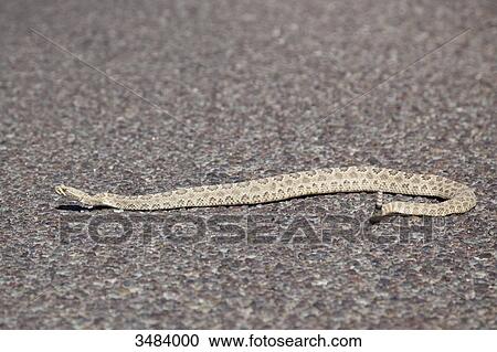 Stock Image - Western diamond rattlesnake (Crotalus adamanteus) on the ground, USA . Fotosearch