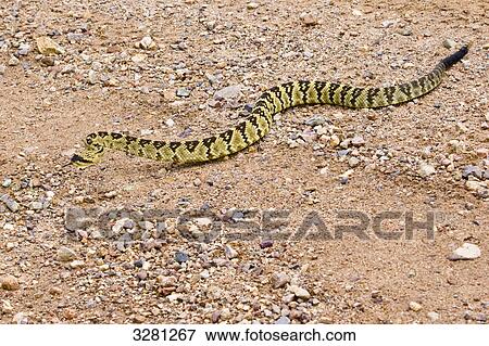 Western Diamond Rattlesnake (Crotalus adamanteus), Coronado, USA, elevated view View Large Photo Image Stock Photo - Western Diamond Rattlesnake (Crotalus adamanteus), Coronado, USA, elevated view . Fotosearch