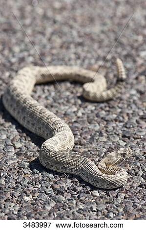 Western diamond rattlesnake (Crotalus adamanteus) on the ground, USA, close-up View Large Photo Image Stock Photo - Western diamond rattlesnake (Crotalus adamanteus) on the ground, USA, close-up . Fotosearch