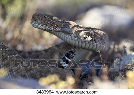Western diamondback rattlesnake (Crotalus atrox), Arizona, USA, close-up View Large Photo Image Picture - Western diamondback rattlesnake (Crotalus atrox), Arizona, USA, close-up . Fotosearch