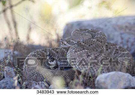 Stock Image - Western diamondback rattlesnake (Crotalus atrox), Arizona, USA, close-up . Fotosearch