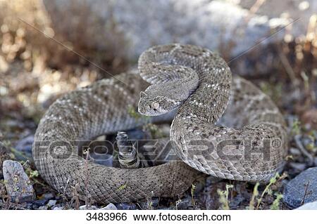 Stock Photograph - Western diamondback rattlesnake (Crotalus atrox), Arizona, USA, close-up . Fotosearch