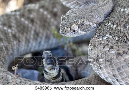 Stock Photography - Western diamondback rattlesnake (Crotalus atrox), Arizona, USA, detail . Fotosearch