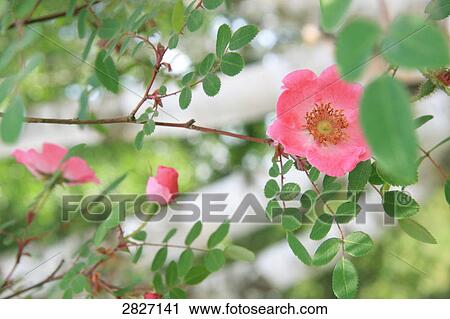 Stock Image - wild roses, close-up . Fotosearch