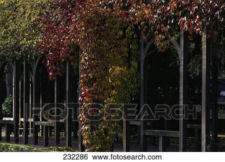 Stock Photograph - Wine leaves on pergola, Le Havre, Seine-Maritime, Haute-Normandy, France . Fotosearch