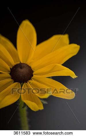 Stock Image - Yellow flower blossom . Fotosearch