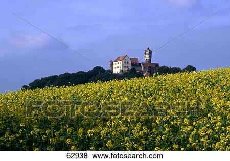 Yellow flowers in field, Hessen, Germany, Europe View Large Photo Image Stock Photo - Yellow flowers in field, Hessen, Germany, Europe . Fotosearch