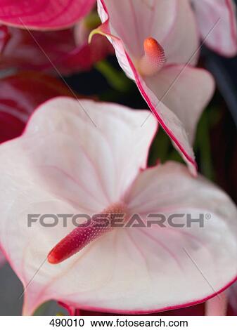Anthurium scherzerianum, close-up View Large Photo Image Stock Image - Anthurium scherzerianum, close-up . Fotosearch