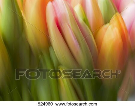 bunch of tulips, blurred View Large Photo Image Stock Image - bunch of tulips, blurred . Fotosearch