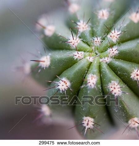 cactus, elevated view View Large Photo Image Stock Photography - cactus, elevated view . Fotosearch