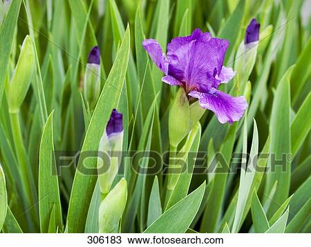 Close-up of Bearded Iris flower and buds View Large Photo Image Stock Image - Close-up of Bearded Iris flower and buds . Fotosearch