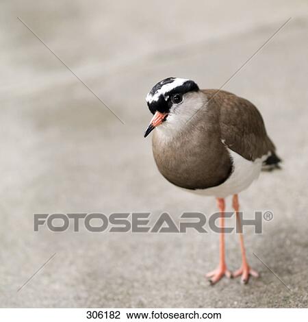 Stock Image - Close-up of bird . Fotosearch