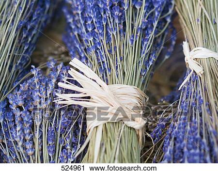 Close-up of bundles of lavenders View Large Photo Image Stock Image - Close-up of bundles of lavenders . Fotosearch