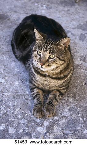 Stock Photo - Close-up of cat lying on floor . Fotosearch