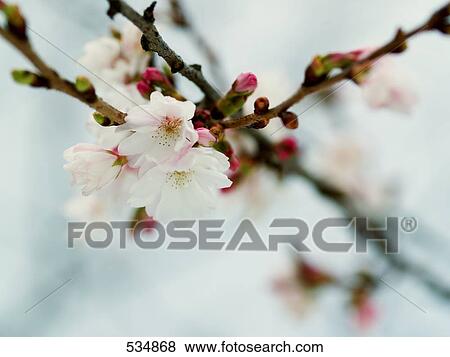 Close-up of cherry blossom flowers View Large Photo Image Stock Photo - Close-up of cherry blossom flowers . Fotosearch
