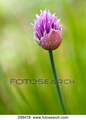 Close-up of chive flower View Large Photo Image Stock Photo - Close-up of chive flower . Fotosearch
