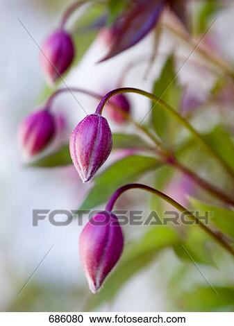 Close-up of Clematis View Large Photo Image Stock Image - Close-up of Clematis . Fotosearch