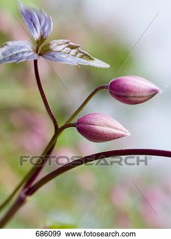 Close-up of Clematis View Large Photo Image Stock Photo - Close-up of Clematis . Fotosearch