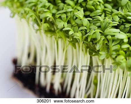 Close-up of cress View Large Photo Image Stock Image - Close-up of cress . Fotosearch