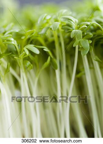Stock Image - Close-up of cress . Fotosearch