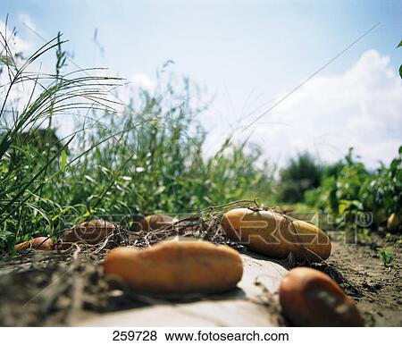 Close-up of cucumbers in field View Large Photo Image Stock Photo - Close-up of cucumbers in field . Fotosearch