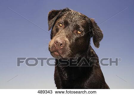 Stock Image - Close-up of dog . Fotosearch