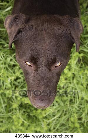 Close-up of dog's head View Large Photo Image Picture - Close-up of dog's head . Fotosearch