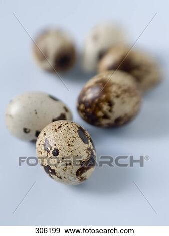 Close-up of eggs of quail View Large Photo Image Stock Photo - Close-up of eggs of quail . Fotosearch