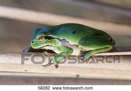 Close-up of European tree frog (Hyla arborea) on leaf View Large Photo Image Stock Image - Close-up of European tree frog (Hyla arborea) on leaf . Fotosearch