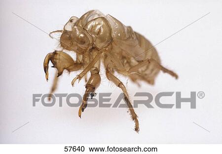 Close-up of flea on white background View Large Photo Image Stock Image - Close-up of flea on white background . Fotosearch