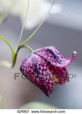 Stock Photo - Close-up of Fritillaria . Fotosearch