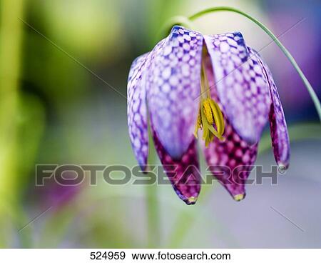Close-up of Fritillaria View Large Photo Image Stock Photo - Close-up of Fritillaria . Fotosearch