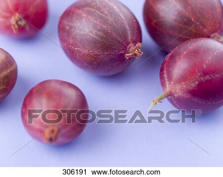 Close-up of gooseberries View Large Photo Image Stock Image - Close-up of gooseberries . Fotosearch