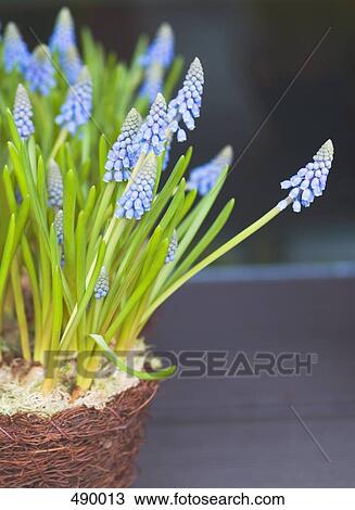 Close-up of grape hyacinth in flower pot View Large Photo Image Stock Image - Close-up of grape hyacinth in flower pot . Fotosearch