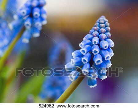 Close-up of grape hyacinth View Large Photo Image Stock Image - Close-up of grape hyacinth . Fotosearch