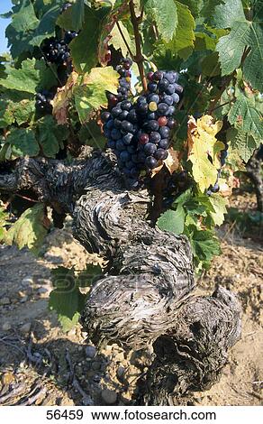 Close-up of grape vine, Languedoc Roussillion, France  View Large Photo Image Stock Photo - Close-up of grape vine, Languedoc Roussillion, France . Fotosearch