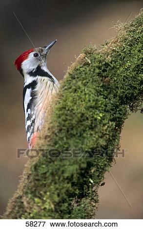 Close-up of Great Spotted Woodpecker (Dendrocopos major) perching on branch View Large Photo Image Stock Photo - Close-up of Great Spotted Woodpecker (Dendrocopos major) perching on branch . Fotosearch