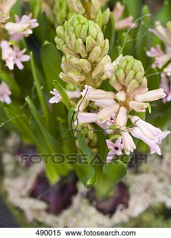 Stock Photography - Close-up of hyacinth in flower pot . Fotosearch