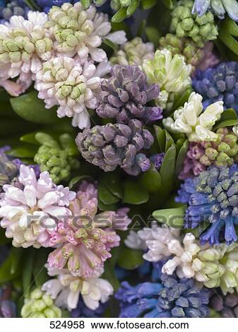 Stock Photo - Close-up of Hyacinth . Fotosearch