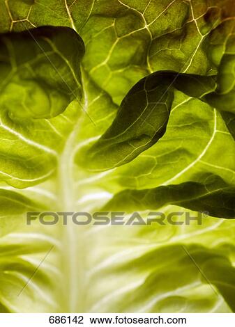 Stock Image - Close-up of lettuce leaf . Fotosearch