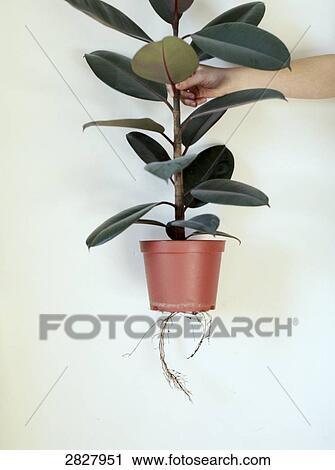 Stock Image - Close-up of person's hand holding potted plant . Fotosearch