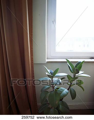 Close-up of plant in front of window View Large Photo Image Stock Image - Close-up of plant in front of window . Fotosearch
