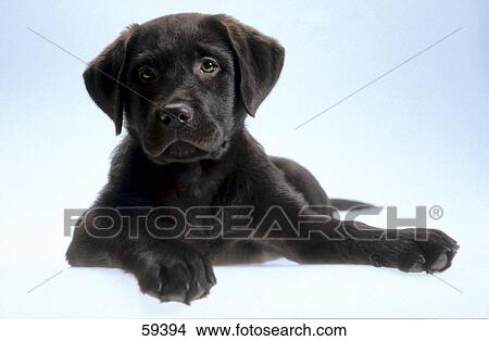 Close-up of puppy lying on white background View Large Photo Image Picture - Close-up of puppy lying on white background . Fotosearch