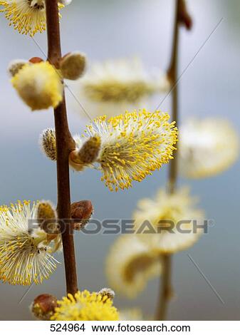 Close-up of Pussy Willow catkins View Large Photo Image Picture - Close-up of Pussy Willow catkins . Fotosearch
