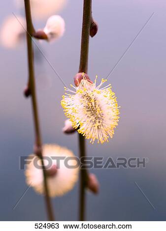 Close-up of Pussy Willow catkins View Large Photo Image Stock Image - Close-up of Pussy Willow catkins . Fotosearch