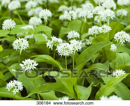 Close-up of ramson View Large Photo Image Picture - Close-up of ramson . Fotosearch