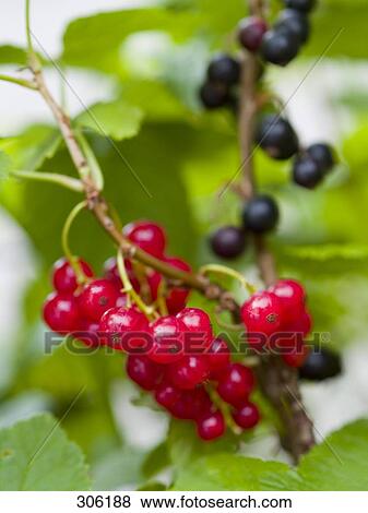 Stock Photo - Close-up of raspberries . Fotosearch
