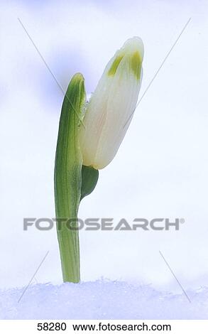Close-up of snowdrop sprouting in snow View Large Photo Image Stock Image - Close-up of snowdrop sprouting in snow . Fotosearch